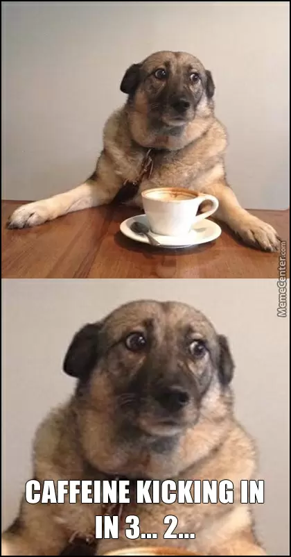 Coffee Dog Luna Caffee
